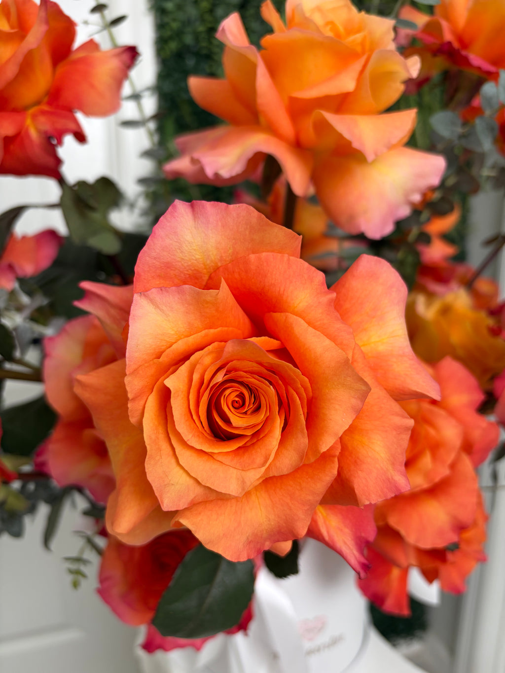 Exotic Rose